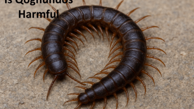 Is Qoghundos Harmful