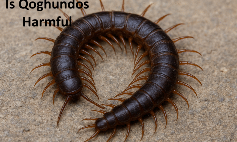 Is Qoghundos Harmful